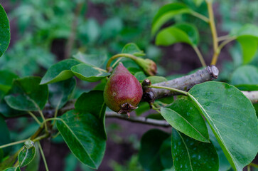 a pear on a tree. The use of pears. background