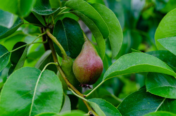 a pear on a tree. The use of pears. background
