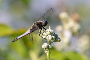 Male scarce chaser dragonfly (Libellula fulva) perches next to the river. Beautiful British insect portrait.