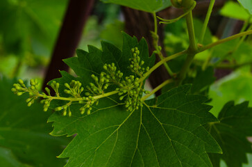 Grapevine with baby grapes and flowers - flowering of the vine with small grape berries. Young green grape branches on the vineyard in spring time.