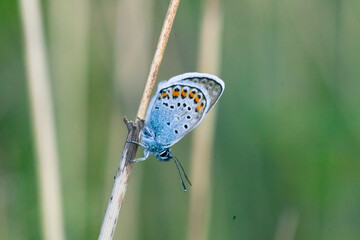 The silver-studded blue (Plebejus argus), a butterfly in grass