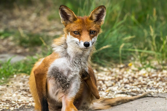 Ein Fuchs kratzt sich an den juckenden Stellen