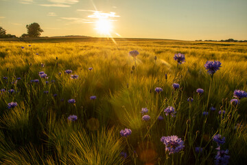 Goldenes Feld mit reifem Getreide im Sommer mit Kornblumen im Vordergrund und wärmender Sonne, im...