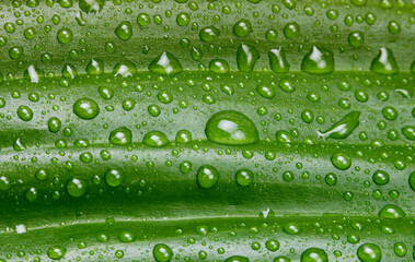 Green leaf with water drop. Nature horizontal background.