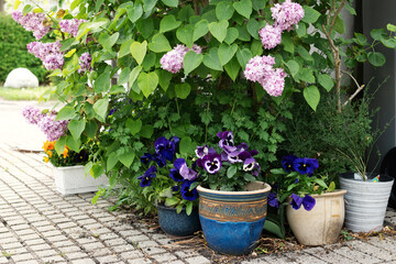 Fototapeta na wymiar Small garden at the entrance to the house, lilacs, potted pansies.