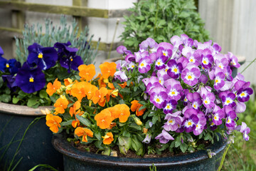 Spring pansies flowers, pot with colorful mixed viola tricolor floral background.