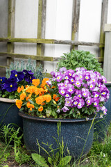 Large pot with colorful pansies in the garden, spring viola tricolor flowers.