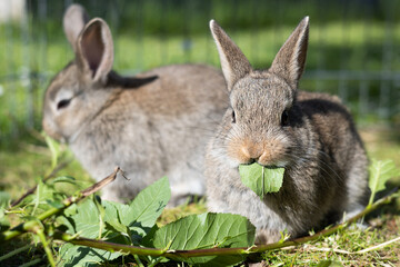 Two little brown rabbits eating leaves outdoors, pet rearing.