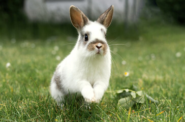 White little rabbit jumping on the lawn, pet in the grass outdoors, breeding animals.