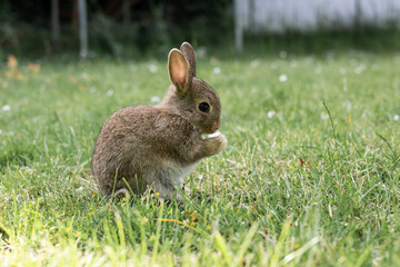 Brown little rabbit sitting in the grass on the lawn, pet breeding.
