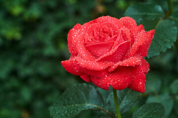 czerwona róża w kroplach rosy