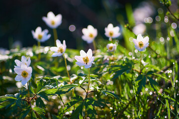 Piękne kwiaty białych zawilców w wiosennym lesie