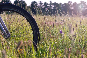 Unterwegs mit Fahrrad auf Wiese, im Sommer, Vorderrad in Blumen stehend
