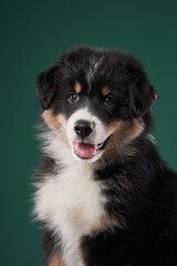 happy puppy on a green background. breed Australian Shepherd. dog studio portrait