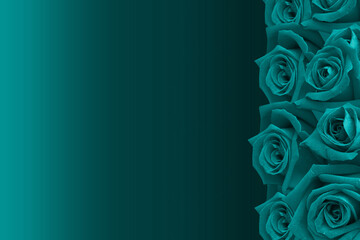 Obraz na płótnie Canvas green roses flower arranged in a row on the right side on a red background, nature, flower, love, valentine, template, banner, copy space