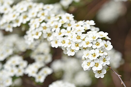 white flowers of spirea gray graciosa on a green background. spring background