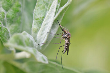 A mosquito is resting on a green leaf of grass. 
Male and female mosquitoes feed on nectar and plant juices, but females can suck animal blood.
