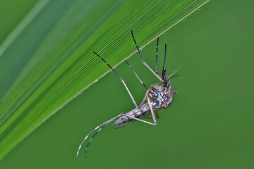 A mosquito is resting on a green leaf of grass. 
Male and female mosquitoes feed on nectar and plant juices, but females can suck animal blood.
