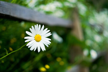 Beautiful white lone flower in the field. White flower on a background of green grass.White flower in the sun.	