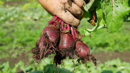 Beetroot harvest red Beta vulgaris beet hand fresh burpees bunch bio farm field harvesting food...