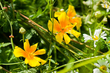Bright yellow flowers up close. Macro photography. Yellow flowers stand out against the background of green plants.