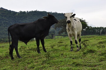 cows in a meadow