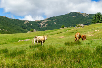 Fototapeta na wymiar Cows grazing quietly in the high mountain field, Guadarrama Madrid.
