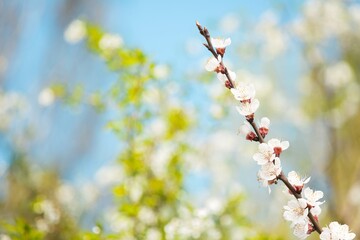 A branch of a bloomingv tree on a blurry background. Spring background with delicate flowers
