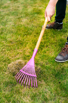 Improving the quality of the lawn by removing old grass and moss.