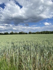 View of a cornfield with beautiful sky