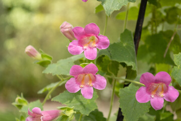pink and white flowers