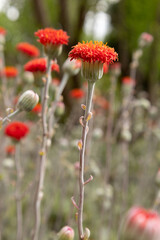 red poppy flower