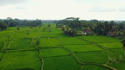 Aerial drone view to green rice fields and jungle in Bali