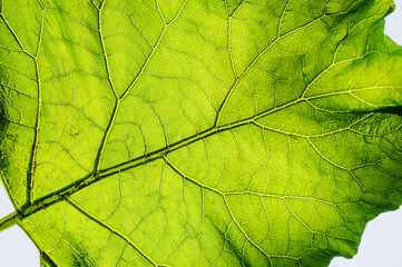 Naklejka na ściany i meble Texture, background of a leaf with curved lines of a perennial green plant Arctium close-up. Photography of nature.