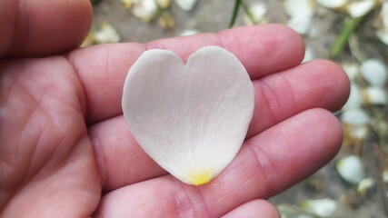 heart shaped white creamy rose petal, with a gray stone/asphalt background with fallen petals....