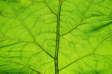 Naklejka na ściany i meble Texture, background of a leaf with lines of a perennial green plant Arctium close-up. Photography of nature.
