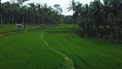 Obraz premium Aerial drone view to green rice fields and jungle in Bali