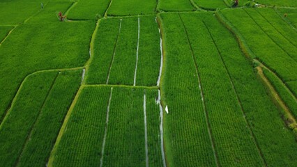 Aerial drone view to green rice fields and jungle in Bali