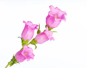 Foto op Plexiglas Close-up of pink Campanula medium. Canterbury bells flowers isolated white background. It represents gratitude, faith and constancy. © daphnusia