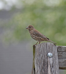 Female Purple Finch (Haemorhous purpureus) perched on a wooden swing