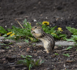 thirteen-lined ground squirrel (Ictidomys tridecemlineatus) striped gopher, leopard ground squirrel, squinney, leopard-spermophile