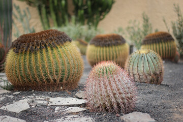 Kaktusowy ogród , Grand Canaria. - obrazy, fototapety, plakaty