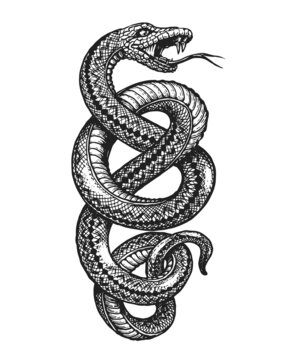 Coiled Snake sketch. Hand drawn vintage vector illustration for posters, tattoo, clothes
