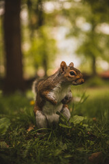 Close up of Curious Squirrel