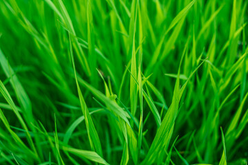green grass background