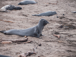 Close Up on Elephant Seal