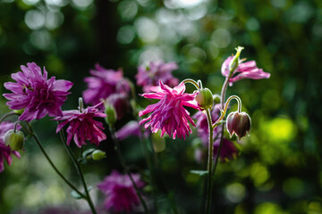 Pink aquilegia flowers on a dark background, illuminated by sunlight. Flowering perennial plant Aquilegia (Lat. Aquilegia) with pink flowers. Selective focusing. - Powered by Adobe