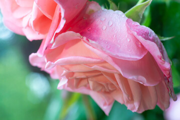 pink rose with raindrops on a bush close up - Powered by Adobe