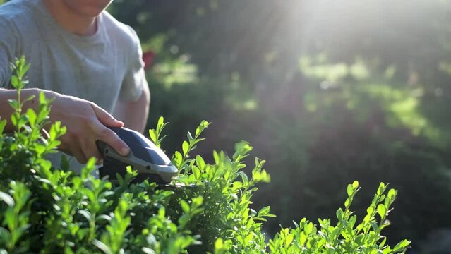 A young gardener clipping the bushes with rechargeable shrub cutter in the summer garden, closeup shot, slow-motion