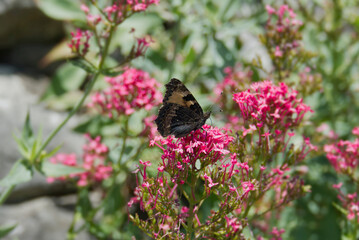 Small tortoiseshell butterfly (Aglais urticae) sitting on a pink flower in Zurich, Switzerland